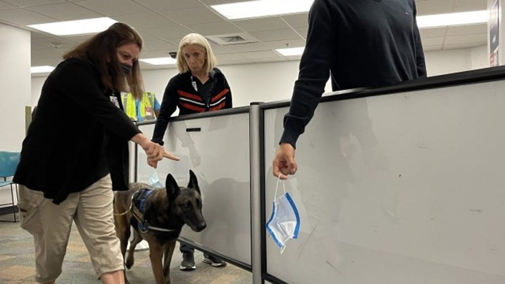 Dogs Who Can Detect Covid-19 Being Tested At Miami International Airport