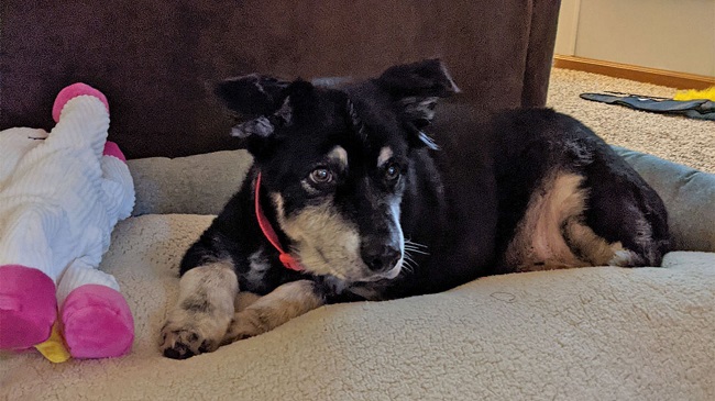 Dumped Obese Senior Dog Finds New Home In Michigan, US