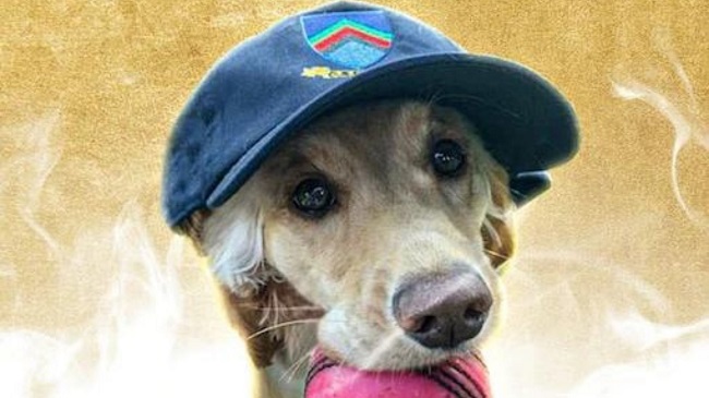 ICC Announces “Dog of the Month” Award