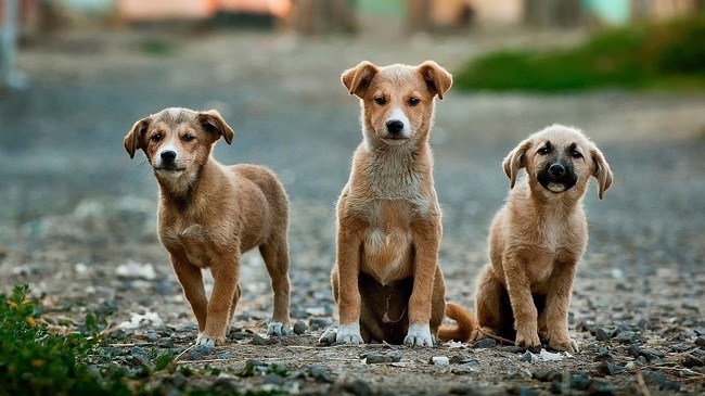 Mandatory Registration Of Pet Dogs In East Delhi