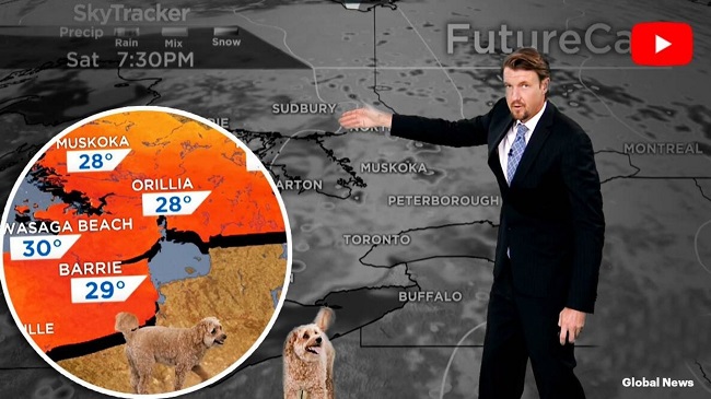 Meteorologist's Dog Interrupts The Weather Report At Global News Toronto