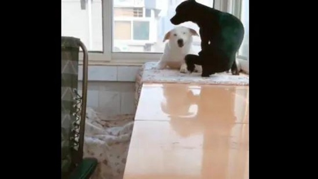 New Viral: Dad Dog Brings Treat, As Mom Dog Feeds Puppies