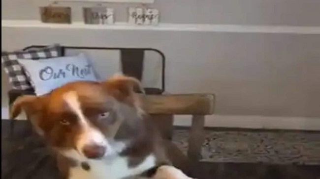 New Viral: Dog Eats With The Owner And Follows Table Manners