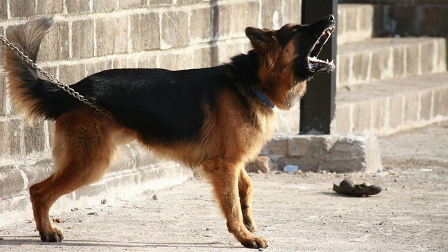 Pentagon Refutes Claims About US Military Dogs Left In Kabul