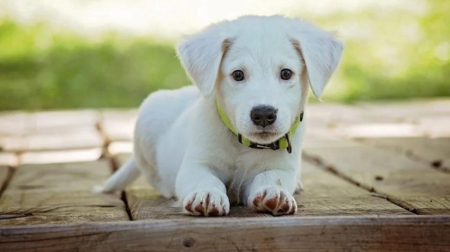 People Giving Up Dogs Bought During the Lockdown In The UK