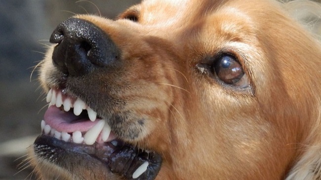 Punjab Records 14 Dog Bite Cases Every Hour Till July