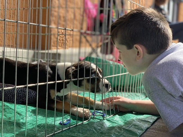 Quick Tips & Questions for Dog and Puppy Adoption