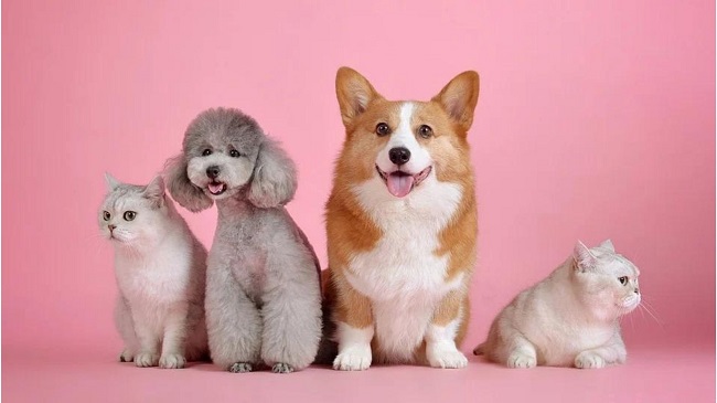 Register Pet Dogs and Cats through Mobile App in Noida