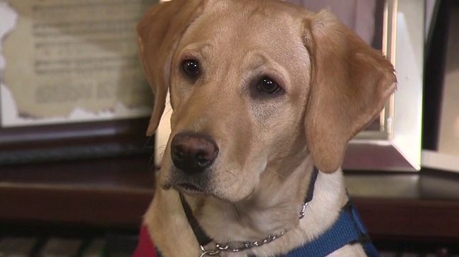 Service Dogs Paired With Veterans Suffering From PTSD In San Antonio
