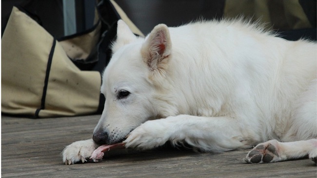 South Korea’s President Raises Dog Meat Ban