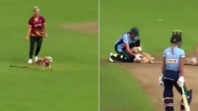 Watch: Dog Steals The Ball During A Cricket Match