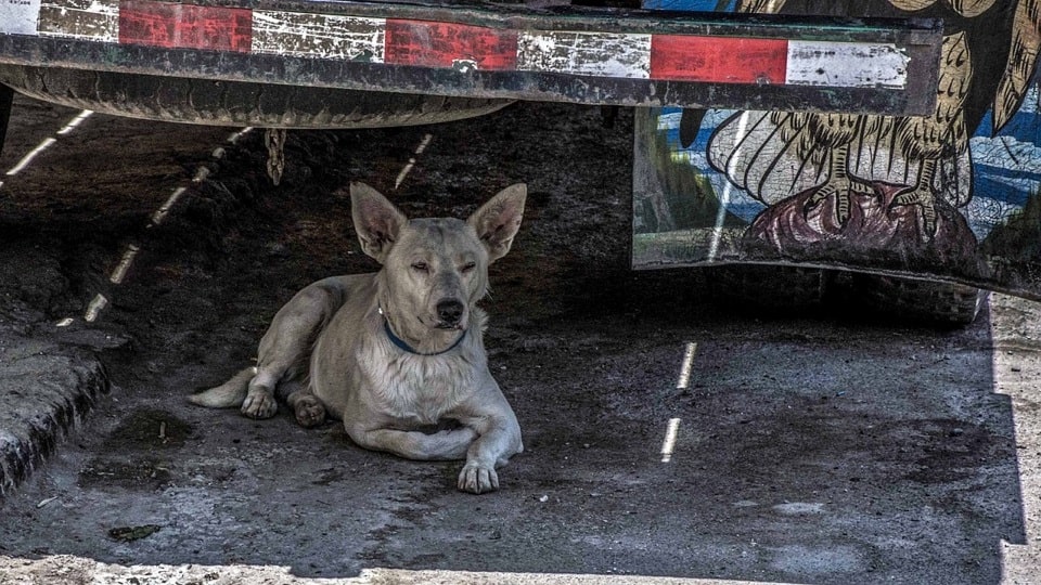 Youths Rescue Dog Dumped Roadside In Mangaluru, India