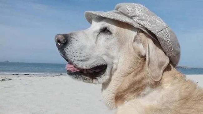 eDreams Poll Reveals How Americans Travel With Their Pets