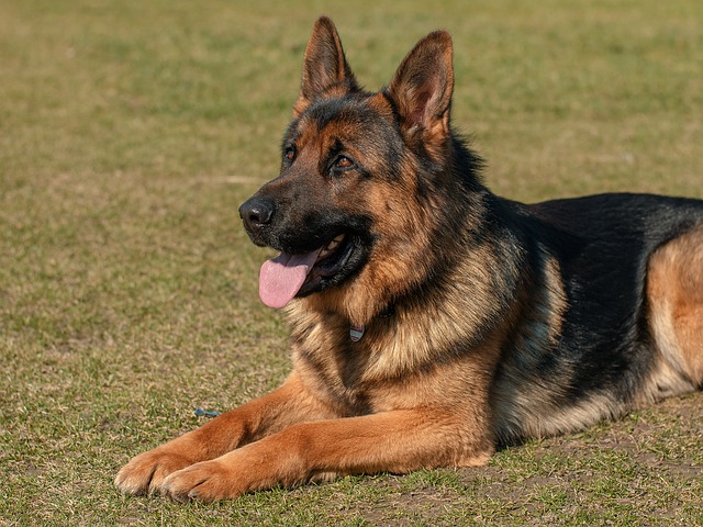 Seven Helpful Tips for Increasing the Lifespan of an Alsatian Dog