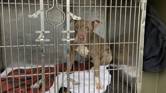 2 People Get Attacked By A Dog In Scarborough, Toronto