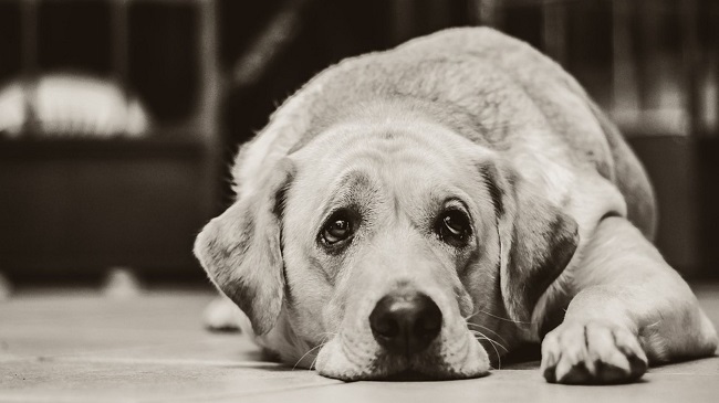 30 Percent Dogs Held Captive In IIT Madras Die In One Year