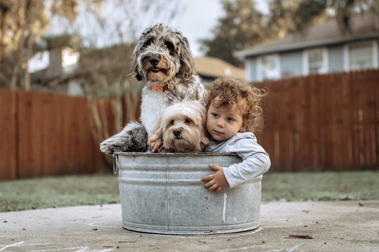 5 Fun Things to do With Your Dog