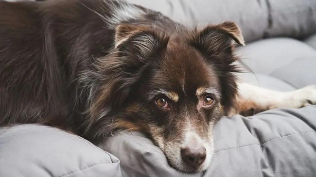A 67-year-old man accused of allegedly raping neighbor’s dog in Gurugram