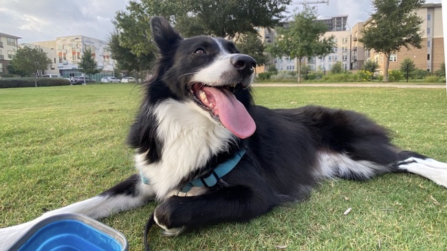 A Membership-Based Dog Park To Open In Northwest Austin, Texas