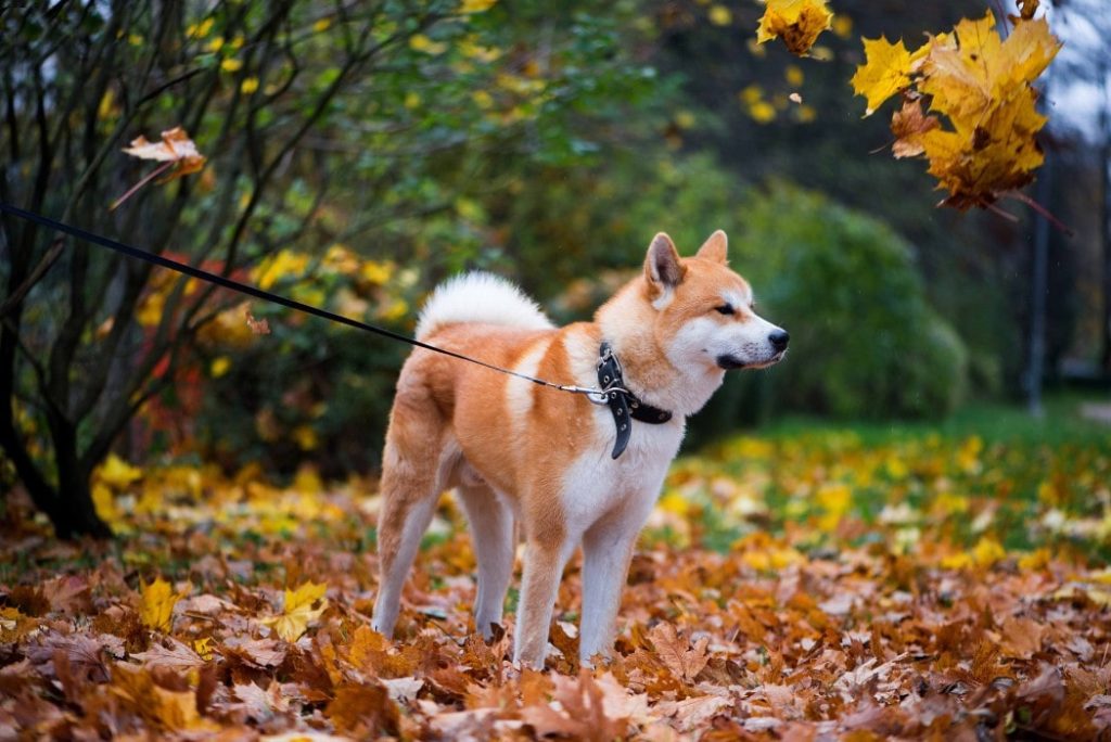 Akita Inu