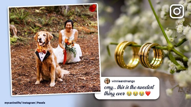 An Oregon Bride Creates A First Look Wedding Photo With Her Pet Dog