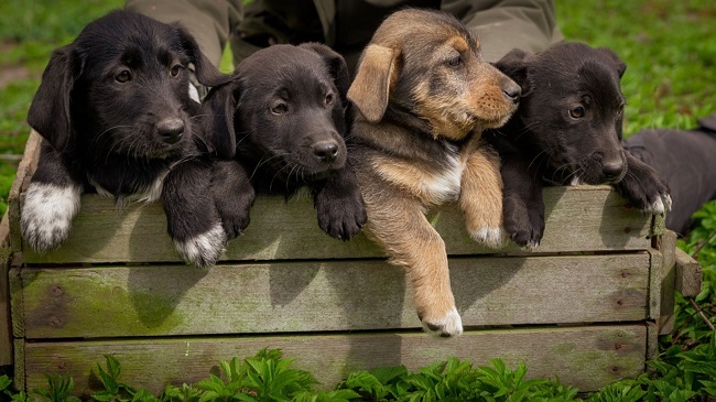 Angry Odisha Man Poisons 20 Dogs For Excessive Howling