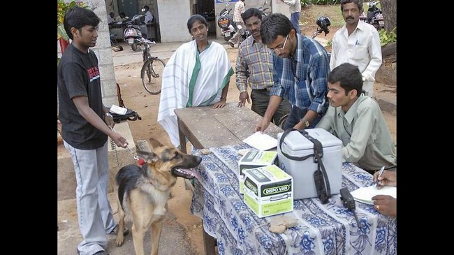BBMP Makes Pet Dog Registration And Licenses Compulsory