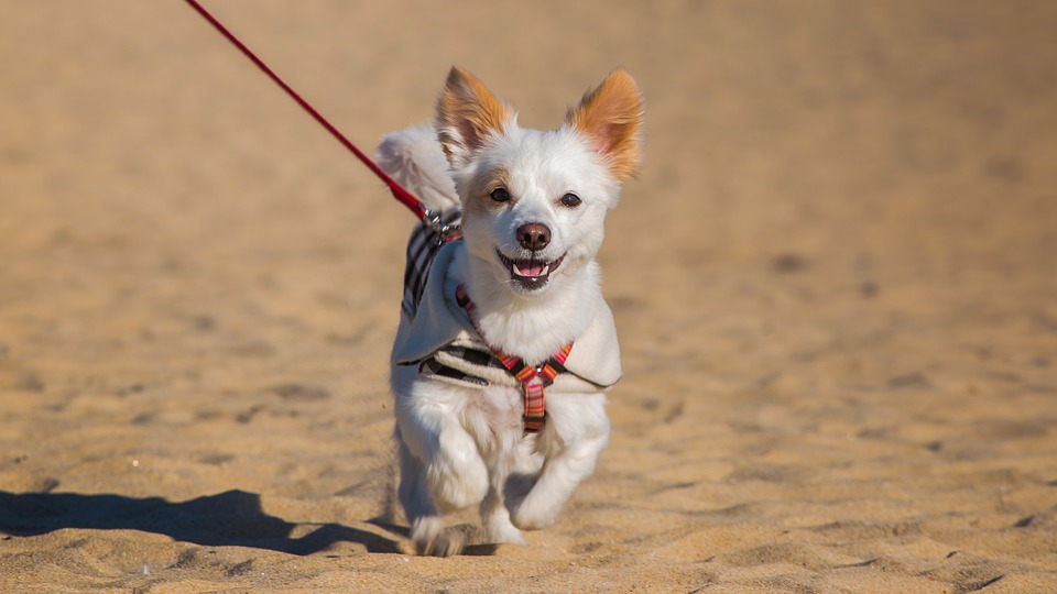 C.D.C. Rules To Make Travelling With Pets Difficult in the U.S.