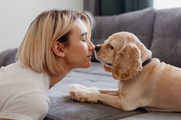Cocker Spaniel Facts and Advice
