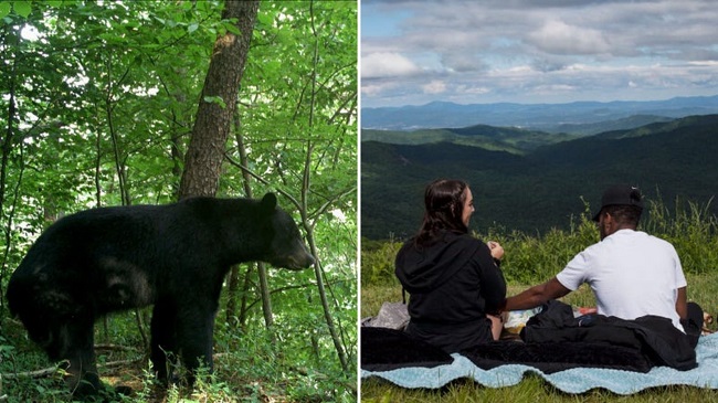 Dog And Its Owners Attacked By A Bear In North Carolina, US