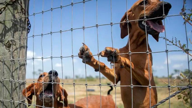 Dog Safety Bill Advances In Texas State Legislature