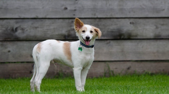 Dog Shelter Opens In Hawkins To Deal With Stray Dog Issue