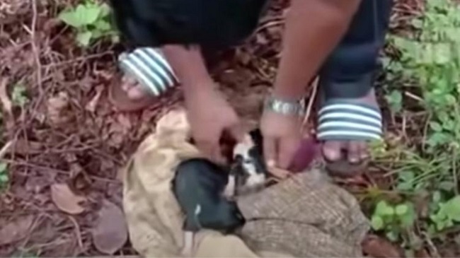 Dogs And Puppies Rescued After 3 Days In Kerela
