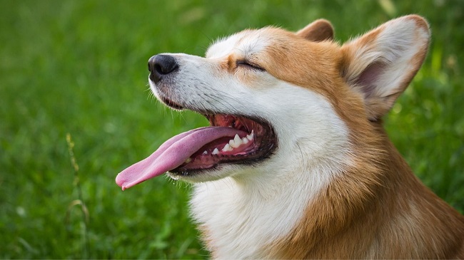 Dr. Anthony Fauci Asked To Explain Funding For Experiments On Canines