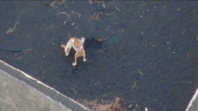Drone Operator Will Try To Rescue Stranded Dogs From Volcano