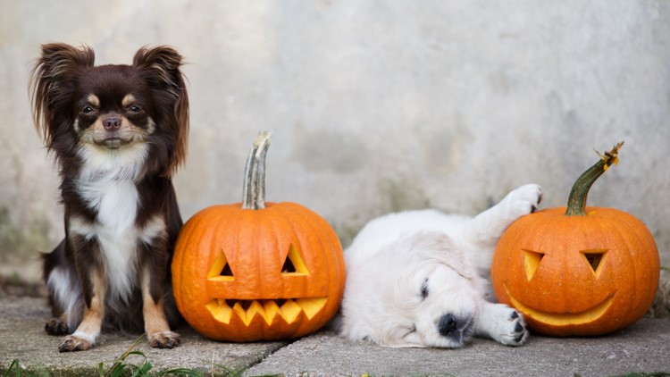 Halloween Events To Check Out In Indy Parks, Indianapolis