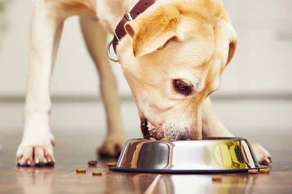 How To Make Easy Homemade Dog Food Instantly