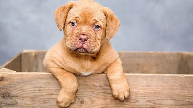 Kolkata Police To Study Behala Traffic After Dog Deaths