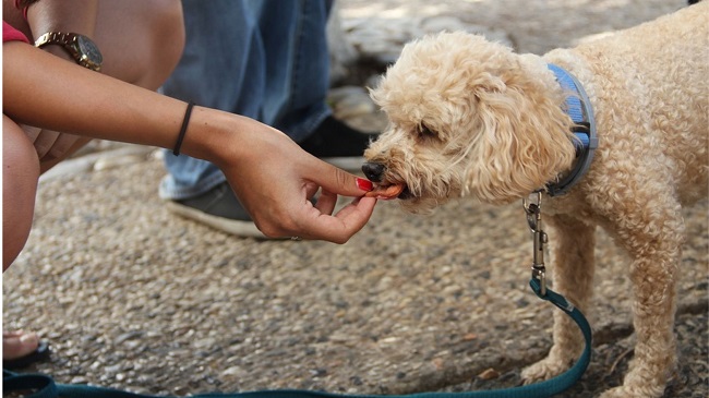 Putting Dogs On Vegetarian Diet In Britain Could Land You In Jail and £20,000 fine