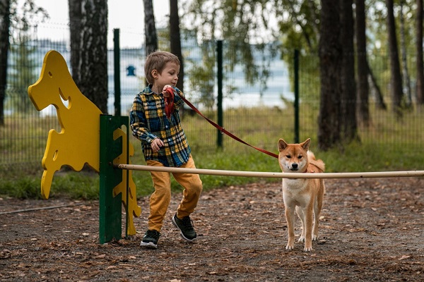 Quick and Simple Tips for Professional Results When You Train Your Dog