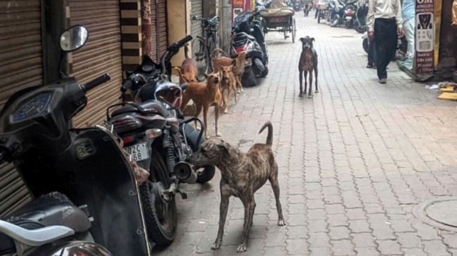 Stray Dog Menace Troubles Tourists And Residents In Amritsar