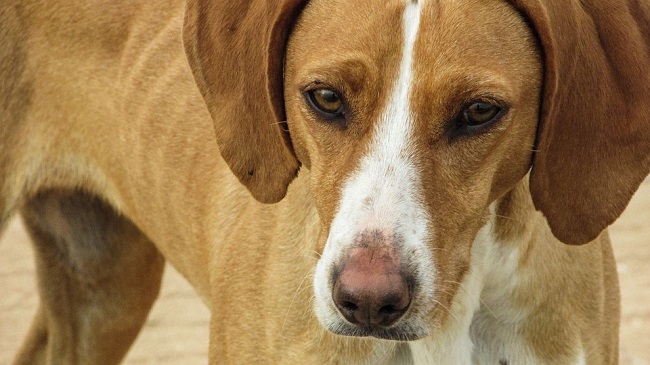 Stray Dog Thrashed and Dog Lover Threatened In Gota, Gujrat