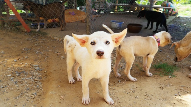 Stray Dogs Cause Menace In Charminar, Hyderabad