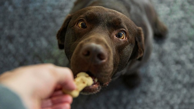 Study Shows Dogs Also Exhibit ADHD Behavior Like Humans