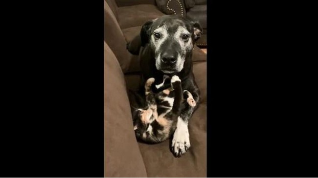 Viral Video Shows Dog’s Funny And Cute Reactions