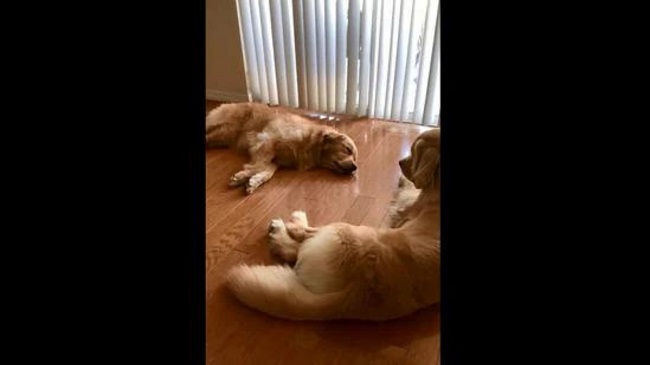 Watch Dog Brother Comforting Its Pooch Sister