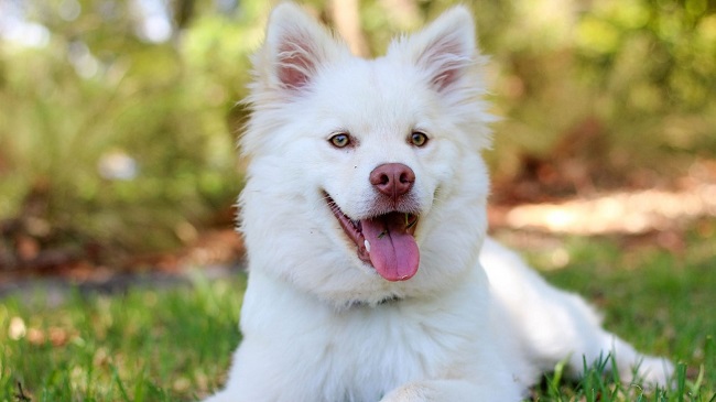 Watch Pet Dog’s Cute Reaction After the Dog Loses It’s Treat