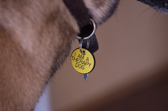 Why do you need to buy an ID tag for your dog