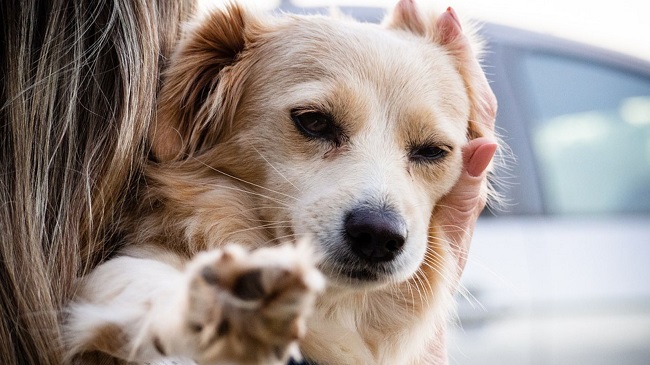 Woman Severely Burned Trying To Save Dog In US National Park
