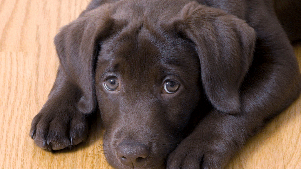 7 Tips To Help Your Dog Or Puppy Deal With Separation Anxiety (1)